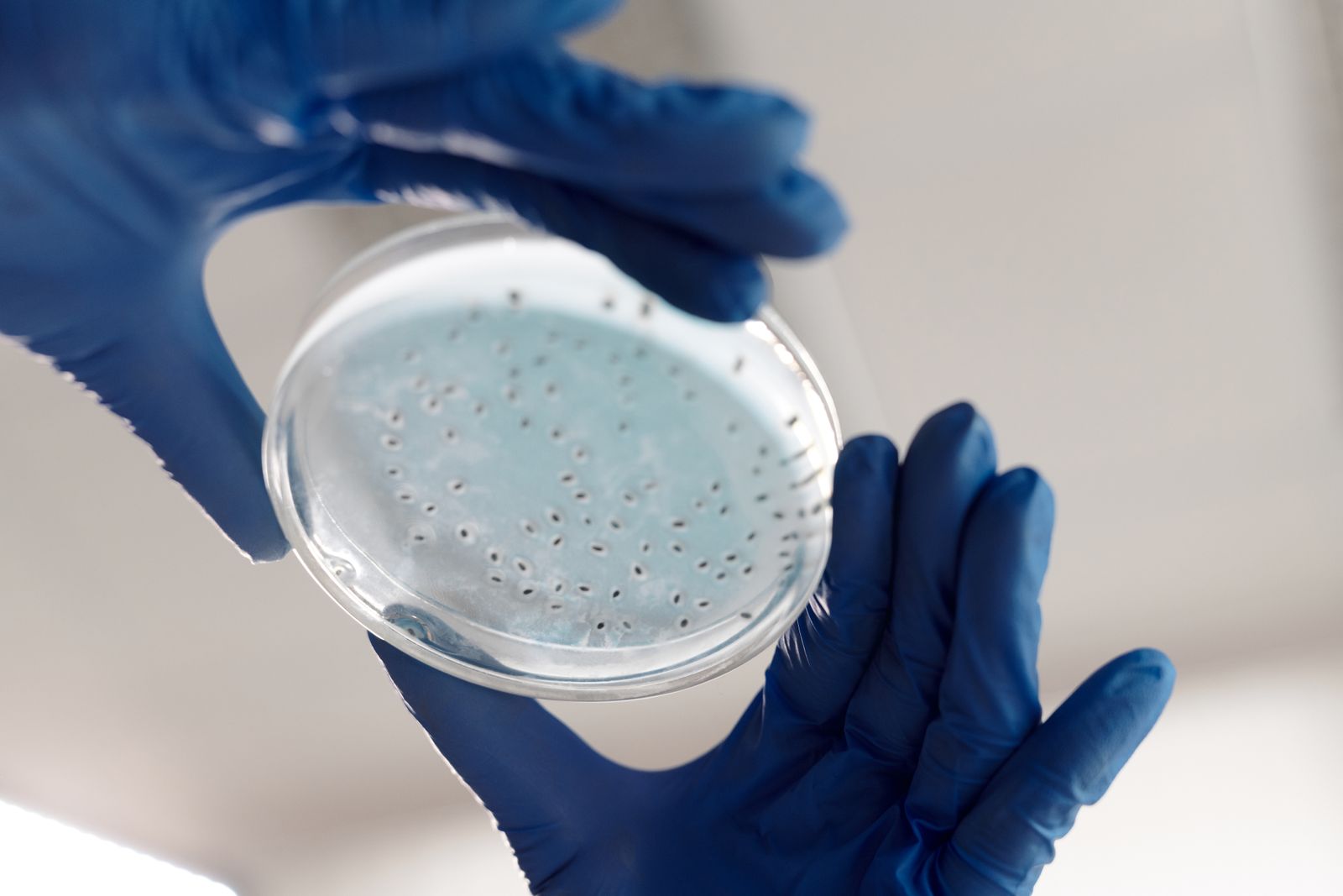 Microbiology & Parasitology